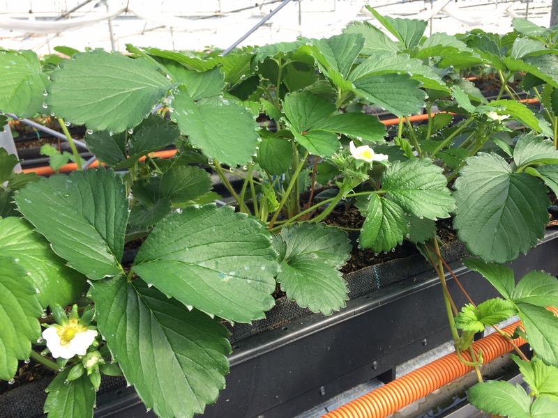 おおのきふぁーむ１