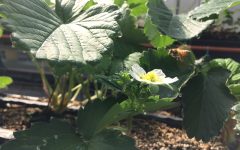 おおのきふぁーむ３