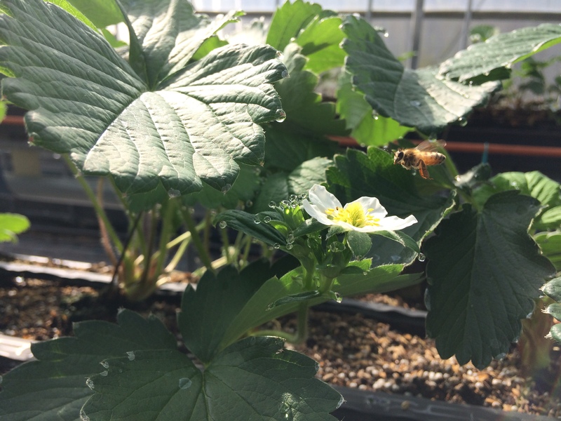 おおのきふぁーむ３