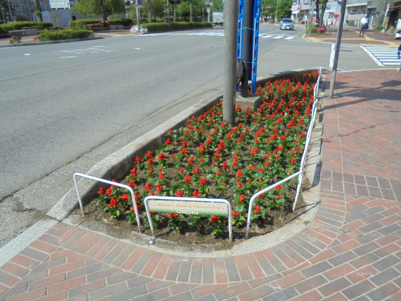 サルビア花植え　1-2