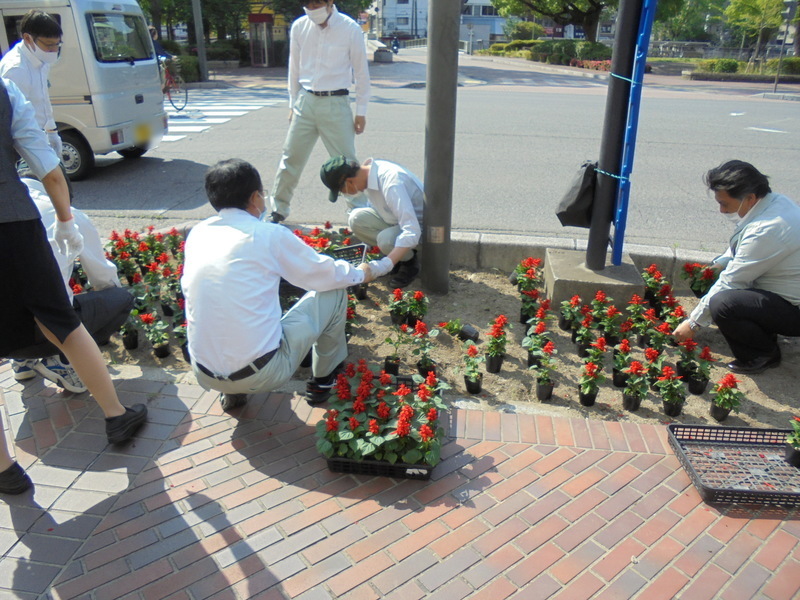 サルビア花植え　1-1