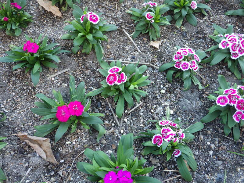 花植えナデシコ　1-3