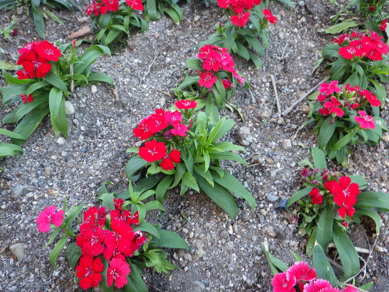 花植えナデシコ　1-4