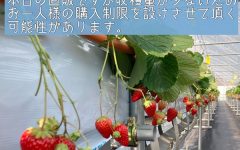 第6回　いちご直販