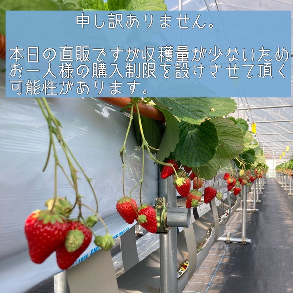 第6回　いちご直販