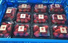 いちご直販　第9弾