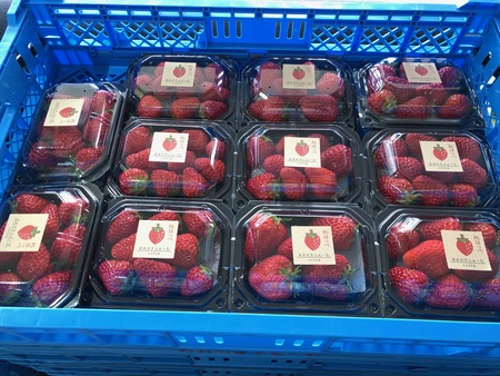 いちご直販　第9弾
