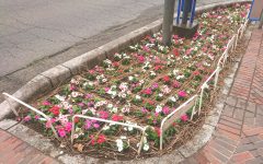 花植え　2022年4月　1-1