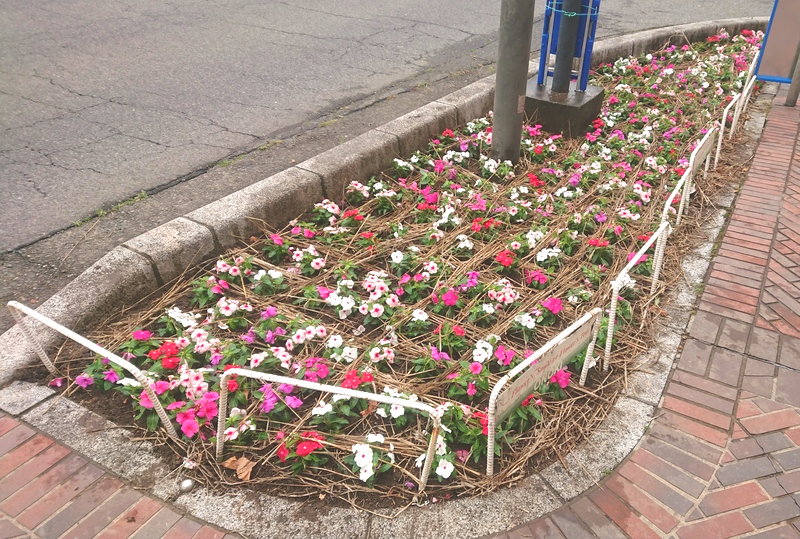 花植え　2022年4月　1-1