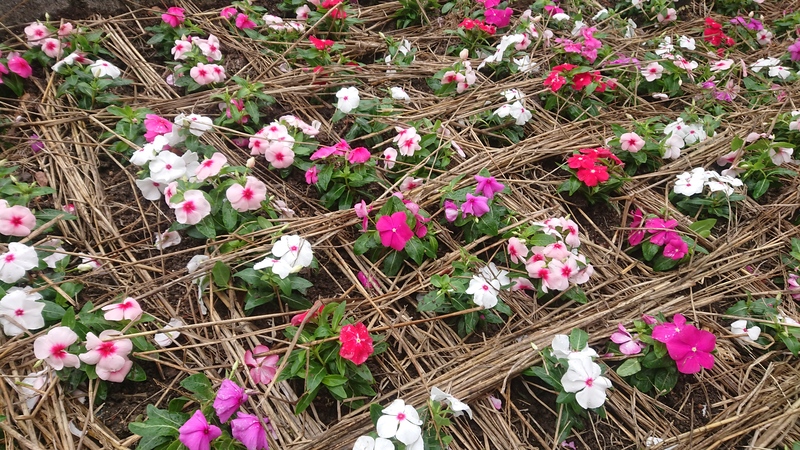 花植え　2022年4月　1-2