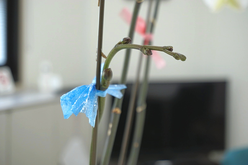 胡蝶蘭　三度咲き　1-3