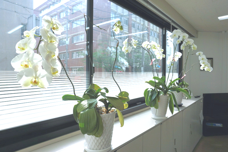 胡蝶蘭　三度咲き　1-1