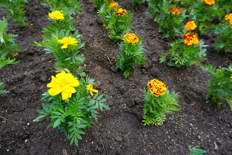 花植え　2022年6月　1-5