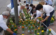 花植え　2022年6月　1-1