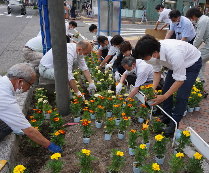 花植え（マリーゴールド）　1-1