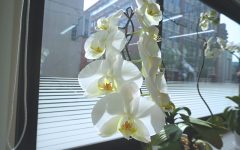 胡蝶蘭　三度咲き　1-2