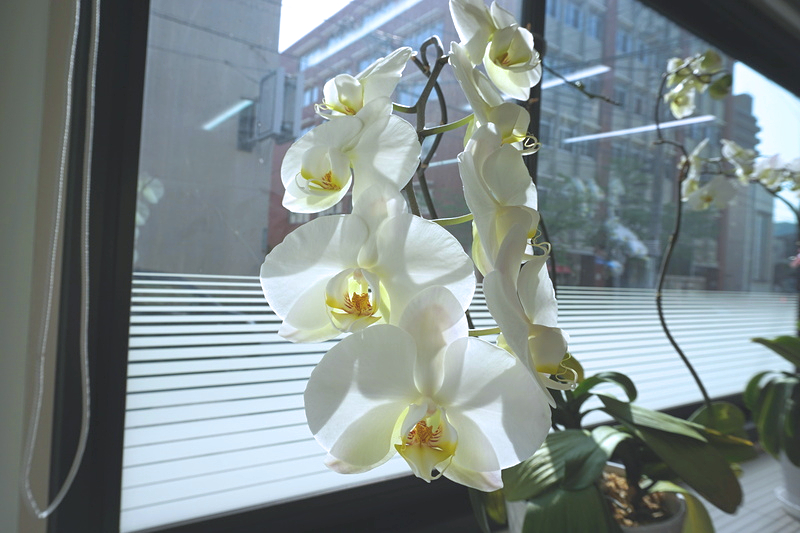 胡蝶蘭　三度咲き　1-2