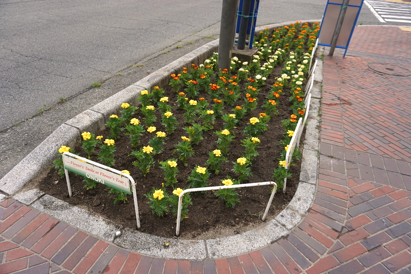 花植え　2022年6月　1-4