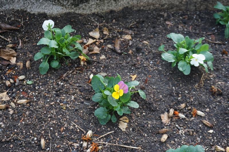 花植え　2022年11月　1-5