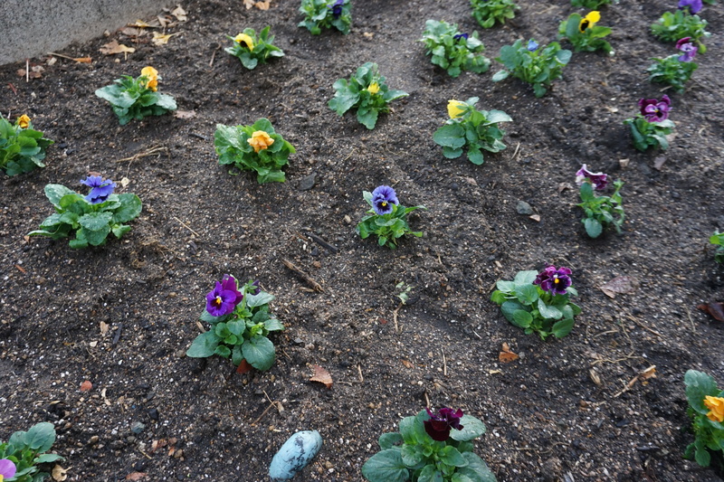 花植え　2022年11月　1-4