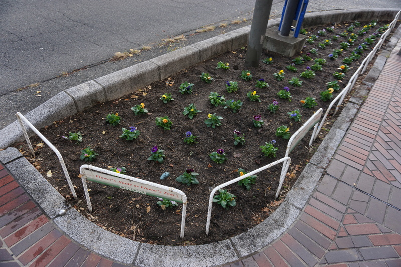 花植え　2022年11月　1-3
