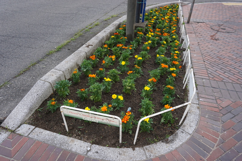 花植え　2023年6月　1-3