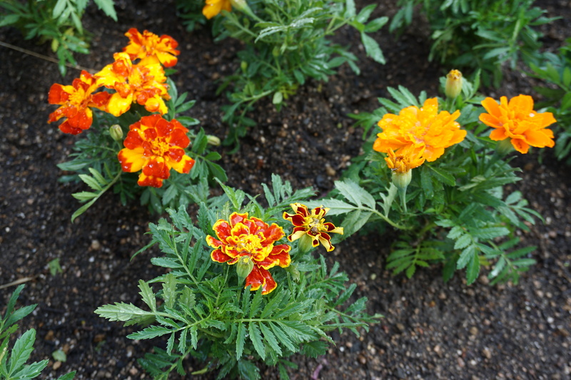 花植え　2023年6月　1-4